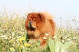 CHOW CHOW 280